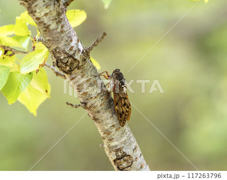 桜の木にとまるアブラゼミ 117263796