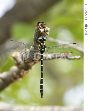 桜の枯れ枝に止まって休むオニヤンマ 117263804