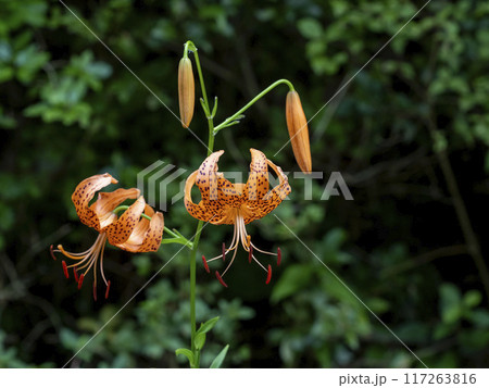 山の道端に生えるコオニユリの花 山の道端に生えるコオニユリの花 117263816