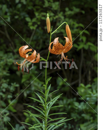 山の道端に生えるコオニユリの花 117263817