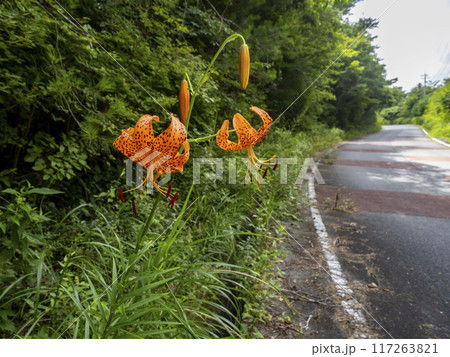 山の道端に生えるコオニユリの花 山の道端に生えるコオニユリの花 117263821