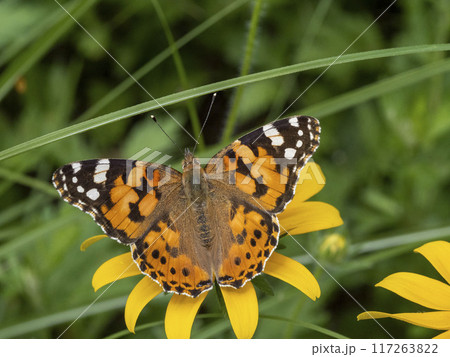 ルドベキアの花にとまるヒメアカタテハ 117263822