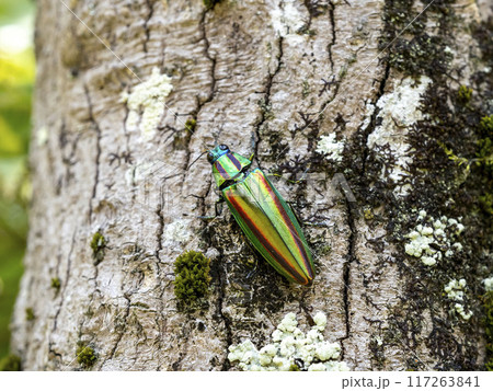 モミジの木にいるヤマトタマムシ 117263841