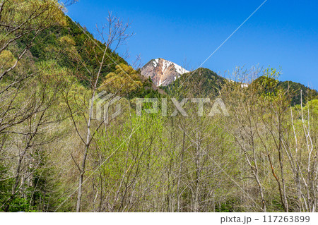 初夏の北アルプス登山　上高地から梓川左岸道を歩く　西岳 117263899