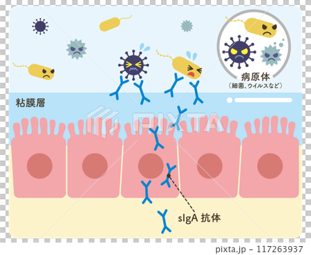 sIgA抗体　上皮細胞　病原体　イラスト（抗体青系） 117263937