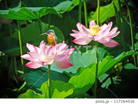 野鳥カワセミカップイン 117264016