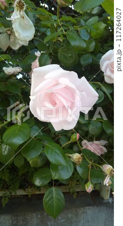 白いバラ 117264027