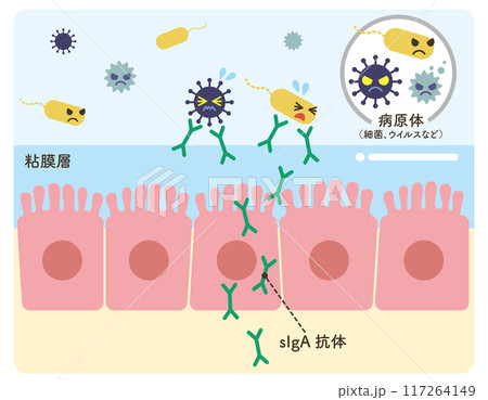 sIgA抗体 上皮細胞 病原体 イラスト(抗体緑系) sIgA抗体 上皮細胞 病原体 イラスト(抗体緑系) 117264149