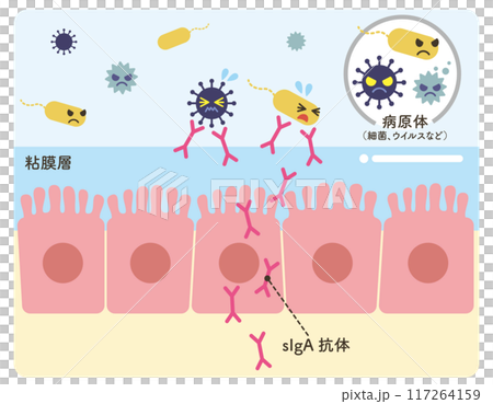 sIgA抗體上皮細胞病原體圖解（抗體粉紅） 117264159