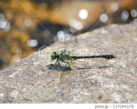 川岸の岩にとまったアオサナエ 117264178