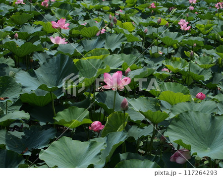 蓮池のハスの花 蓮池のハスの花 117264293