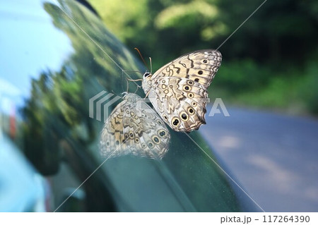 サトキマダラヒカゲ（里黄斑日陰）・日本固有種のタテハチョウ科の蝶。 117264390