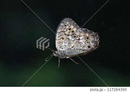 サトキマダラヒカゲ（里黄斑日陰）・日本固有種のタテハチョウ科の蝶。 117264393