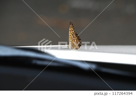 サトキマダラヒカゲ（里黄斑日陰）・日本固有種のタテハチョウ科の蝶。 117264394