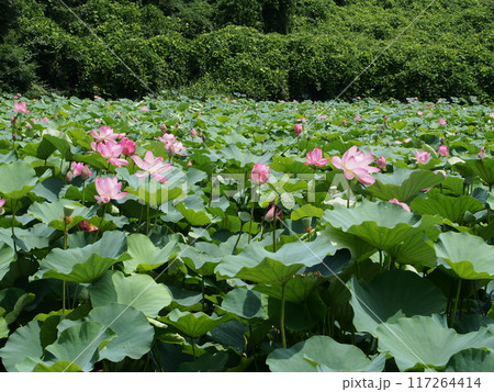 親沢池親水公園のハス池 117264414