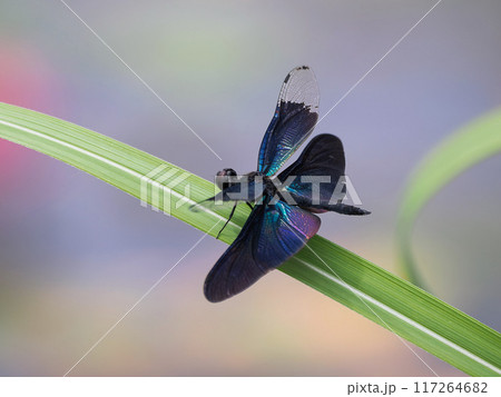 葉にとまるチョウトンボ 117264682