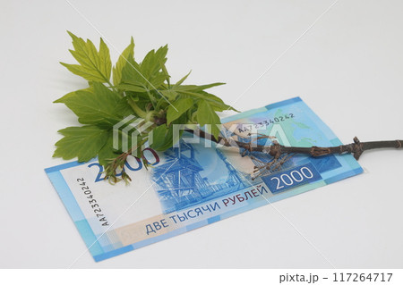 On the banknote there is a branch with blossoming buds, tender green leaves, spring 117264717