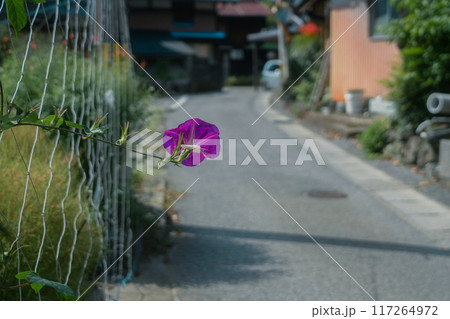 滋賀県長浜市の「隠れ里」と称される菅浦集落を撮影 117264972