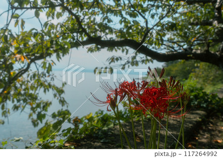 滋賀県長浜市の「隠れ里」と称される菅浦集落を撮影 滋賀県長浜市の「隠れ里」と称される菅浦集落を撮影 117264992