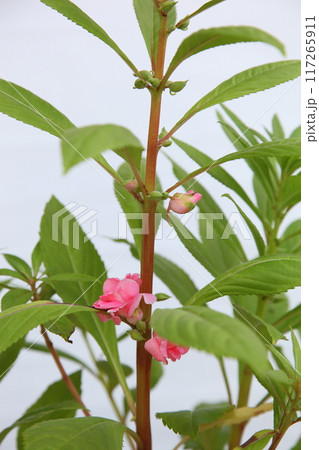 ホウセンカの蕾と花 117265911