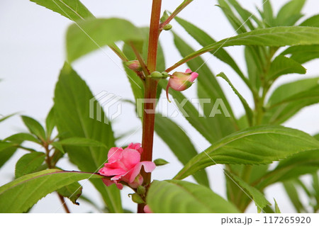 ホウセンカの蕾と花 117265920