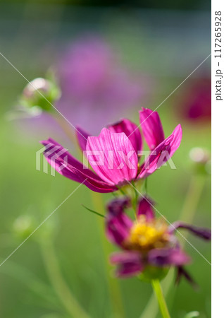秋桜 117265928
