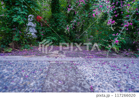 京都市伏見区勝念寺（かましきさん）に咲く清楚な秋の七草萩を撮影 117266020