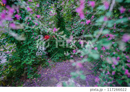 京都市伏見区勝念寺（かましきさん）に咲く清楚な秋の七草萩を撮影 117266022