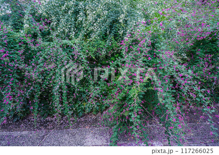 京都市伏見区勝念寺（かましきさん）に咲く清楚な秋の七草萩を撮影 117266025