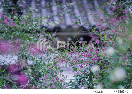 京都市伏見区勝念寺（かましきさん）に咲く清楚な秋の七草萩を撮影 117266027
