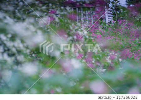 京都市伏見区勝念寺（かましきさん）に咲く清楚な秋の七草萩を撮影 117266028