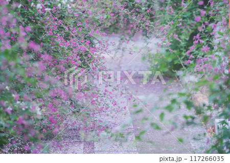 京都市伏見区勝念寺（かましきさん）に咲く清楚な秋の七草萩を撮影 117266035