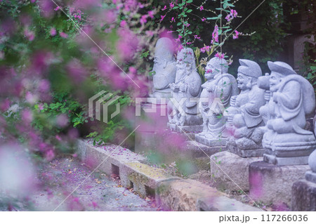 京都市伏見区勝念寺（かましきさん）に咲く清楚な秋の七草萩を撮影 117266036