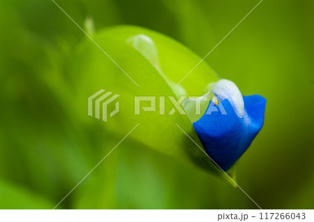露草(つゆくさ)の蕾 117266043