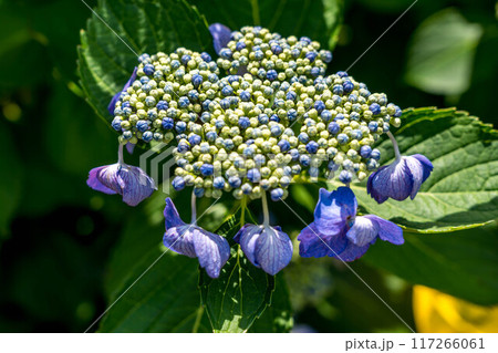 夏の紫陽花~猛暑日~ 夏の紫陽花~猛暑日~ 117266061