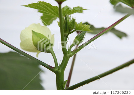 オクラの花とつぼみ 117266220