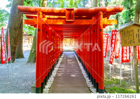 滋賀県犬上郡多賀町 多賀大社(長寿祈願) 金咲稲荷神社(鳥居) 滋賀県犬上郡多賀町 多賀大社(長寿祈願) 金咲稲荷神社(鳥居) 117266261