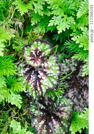 Begonia casey corwin, Begonia Tornado or Begonia Fireworks orRex Begonia or Begonia and fern 117266285