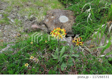 チシマキンレイカの花 117266531