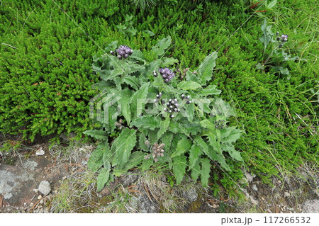 ナガバノキタアザミの花 117266532