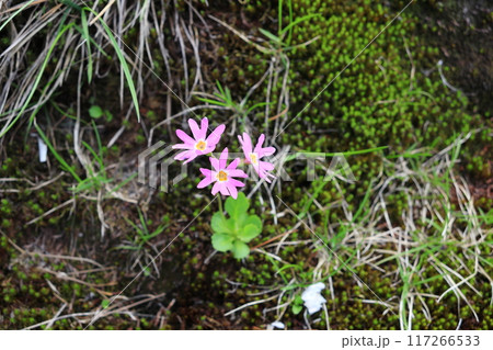 ヒナザクラの花 ヒナザクラの花 117266533