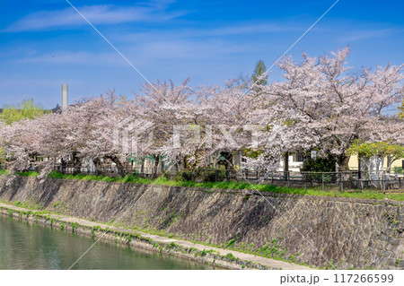 桜満開の岡崎疏水 117266599