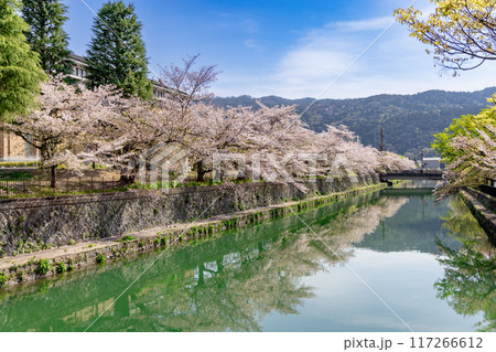 桜満開の岡崎疏水 117266612