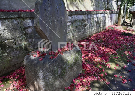さきたま古墳公園内前玉神社の参道に椿の落花 117267116