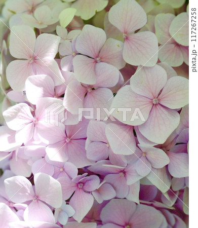 鮮やかに咲くピンク色の紫陽花 鮮やかに咲くピンク色の紫陽花 117267258