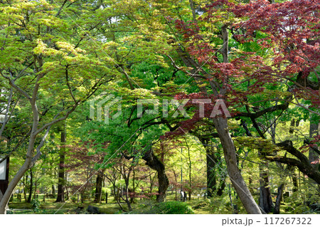 禅林寺永観堂の庭園 117267322