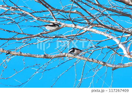エナガ 野鳥 エナガ 野鳥 117267409
