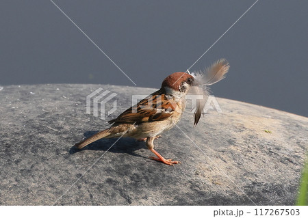 埼玉県比企郡川島町下八ツ林平成の森公園　羽根をくわえるスズメ 117267503