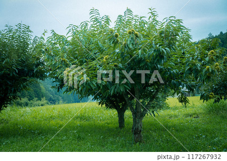 夏の日差しを浴びた木 夏の日差しを浴びた木 117267932