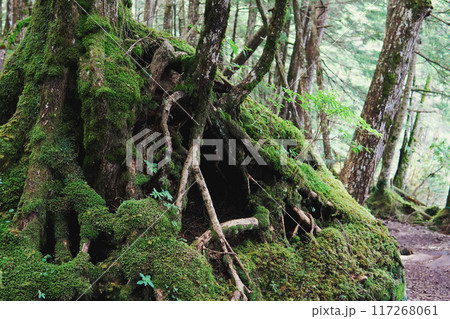 苔に覆われた森の木の根【北八ヶ岳・八千穂高原】長野県 苔に覆われた森の木の根【北八ヶ岳・八千穂高原】長野県 117268061